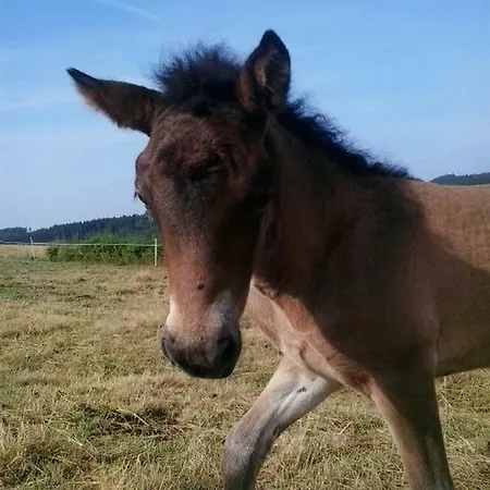 Haus Am Sonnenberg アパート *